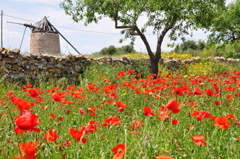 Outlying districts of Fuente Álamo: Las Palas