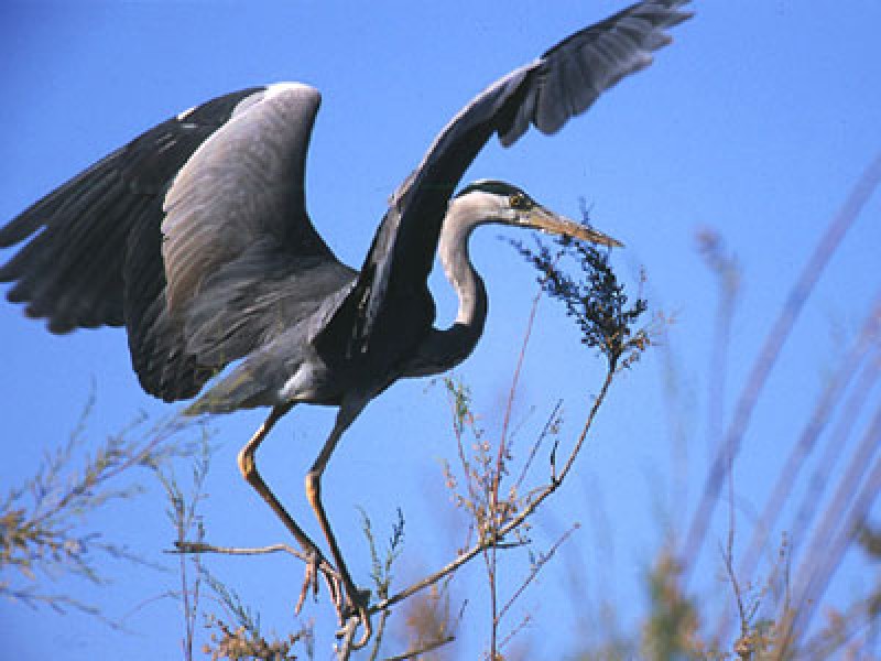 The nature reserve of the riverbank woodland in Cañaverosa