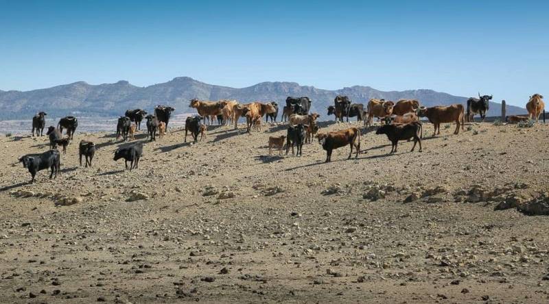 Nazario livestock farm affiliated to the Yecla Wine Route