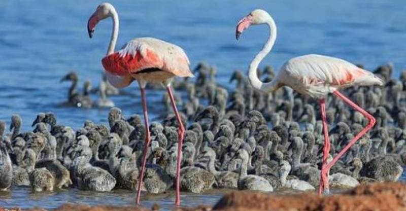 Pink flamingos return to roost in Torrevieja, Spain