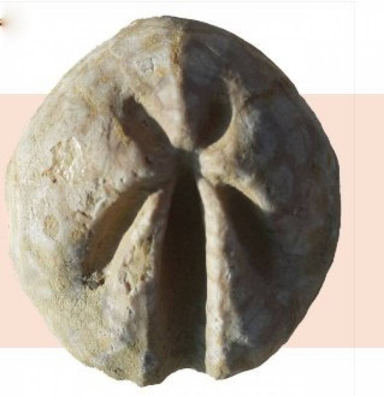 November 15 to December 15 Marine fossils exhibition in Jumilla