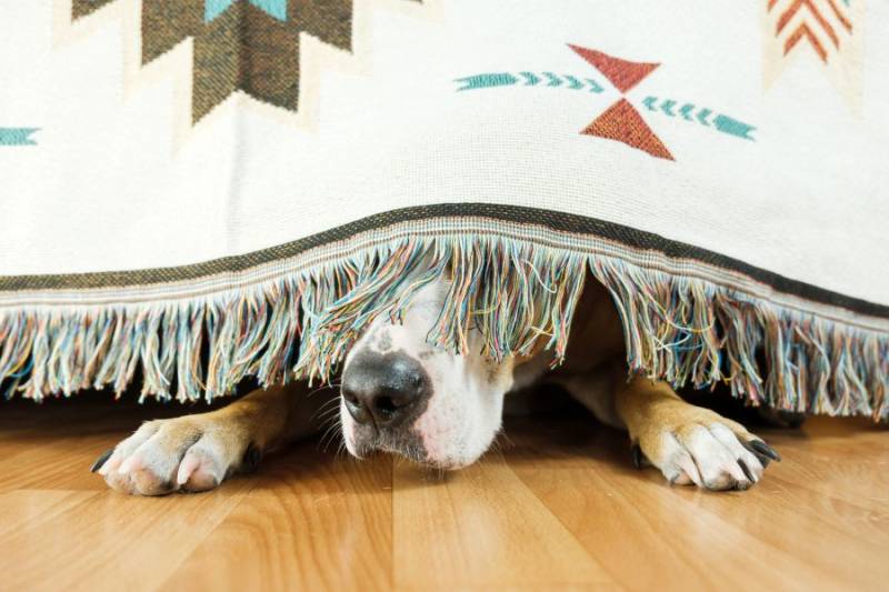 Guardamar del Segura restricts fireworks during Moors and Christians festival to avoid scaring dogs