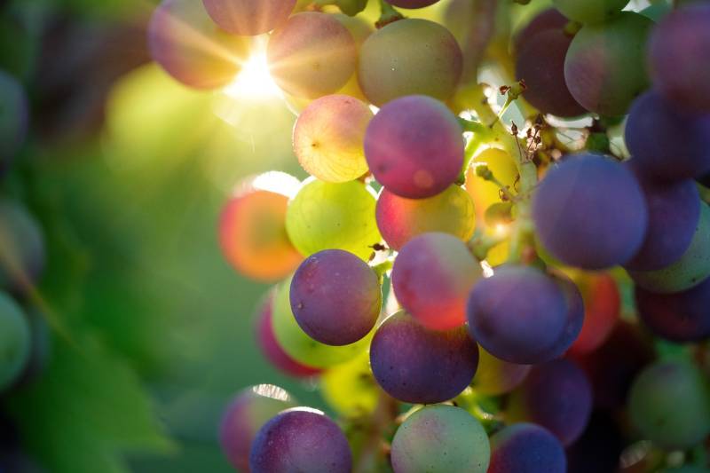 Murcia's vineyards fight back against climate change