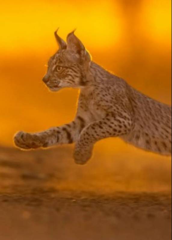 Spanish News Today Editors Roundup Weekly Bulletin Oct 10