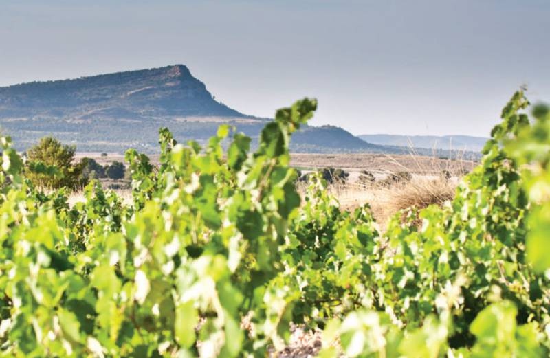 The millennia-old wine producing traditions of Murcia