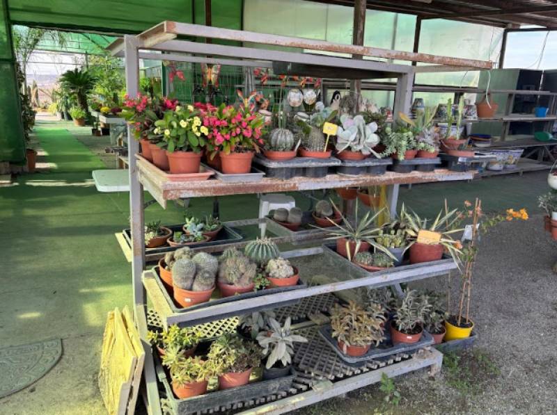 Serrano Garden Centre in Camposol: Your winter warmth starts here