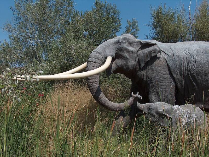 Elephants roamed the Murcia coast 125,000 years ago