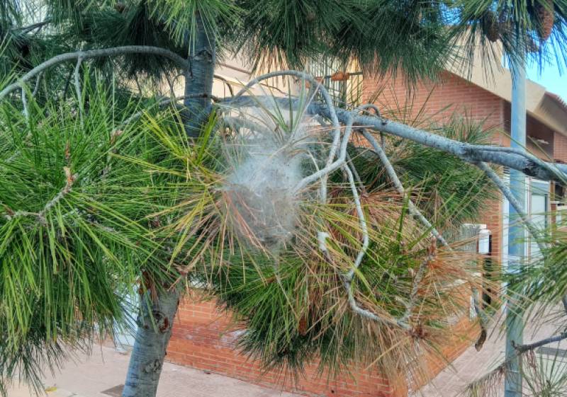 Parks and gardens service tackles annual processionary caterpillar threat in Águilas