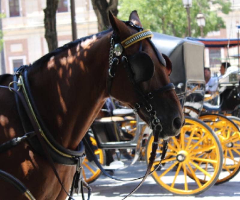 Electric carriages proposed as animal welfare debate returns to Jerez