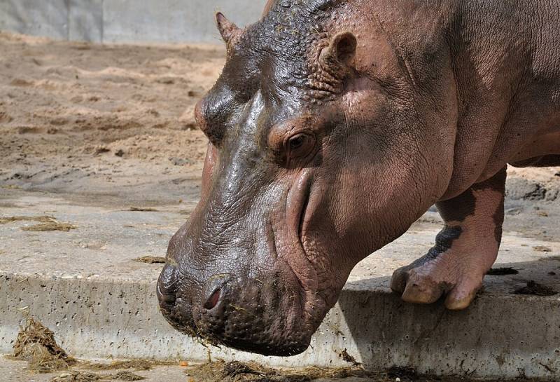 Celebrating the hippo at Terra Natura Murcia
