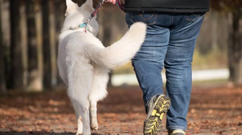 Dog DNA registers spread across Spain as councils crack down on owners who don't pick up poop