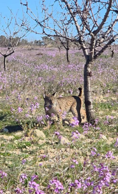 WATCH! Two new young Iberian lynx released in Lorca highlands