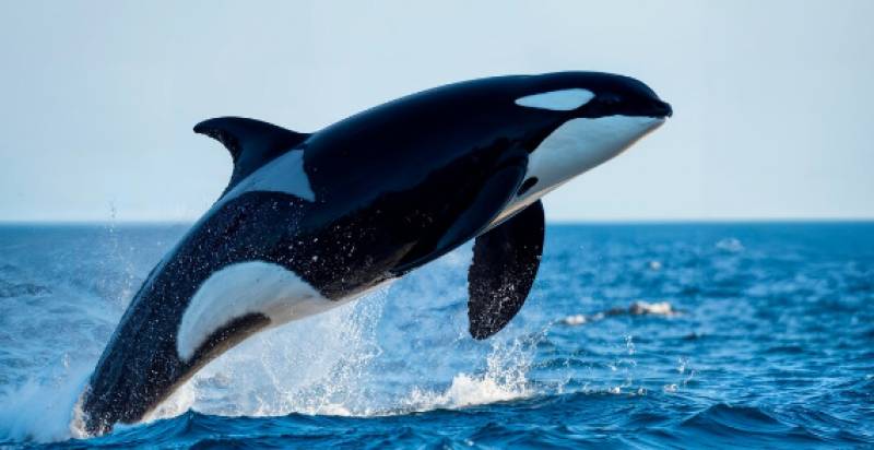 Spain's orcas are staying away from southern waters but getting closer to ships in the north