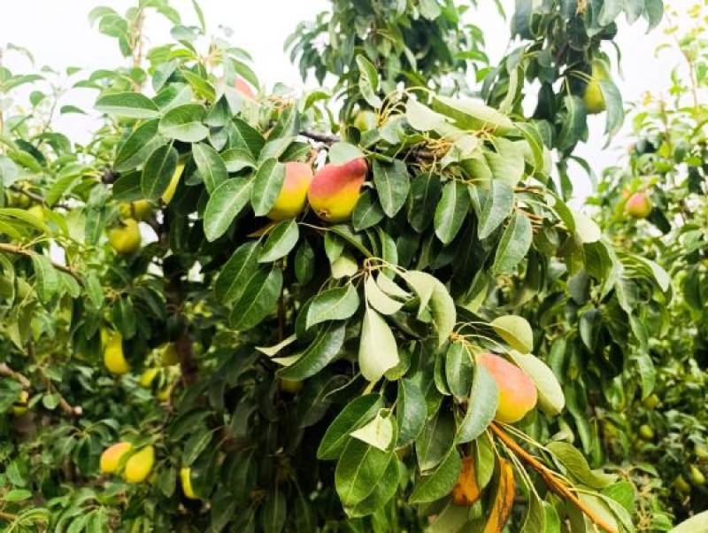 Bumper year anticipated in 2026 for the pear crop in Jumilla