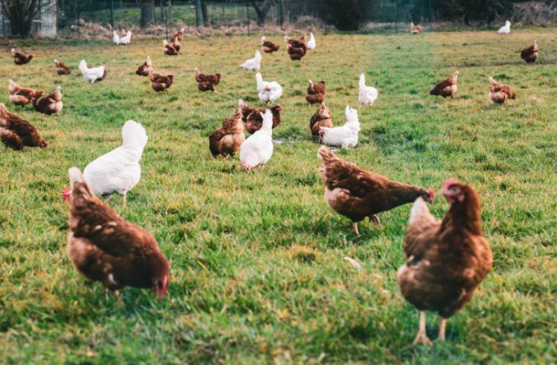 Spain's supermarket giant throws its weight behind major animal welfare move