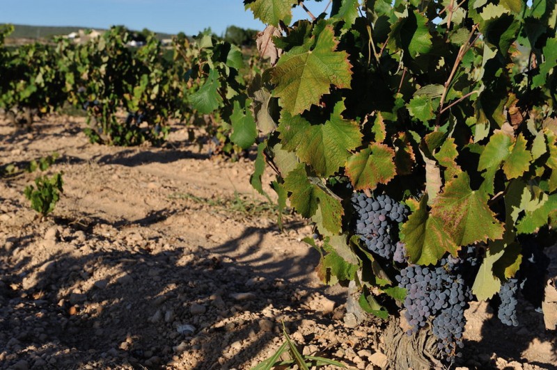 Bodegas Castaño affiliated to the Yecla Wine Route 